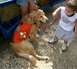 Search and rescue dog with kids